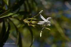 Alstonia venenata